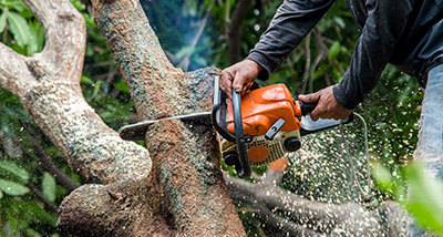 A tree surgeon cutting down a branch